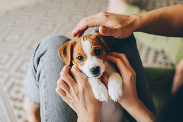 Adorable puppy Jack Russell Terrier in the owner's hands. - obrazy, fototapety, plakaty