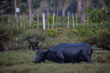 Buffalo bathing in a beautiful field in a countryside, located in the Sound of Vietnam.