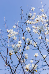 Beautiful white magnolia flowers on a tree in blue sky.