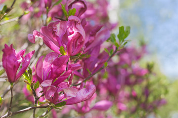 Fototapeta na wymiar Beautiful pink magnolia flowers on a tree in a park.