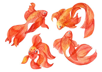 Watercolor hand drawn set of golden fish illustration. Can be used as print, postcard, packaging design, element design, template, textile design,sticker, tattoo and so on.