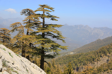 Landscape with cedar trees in mountains