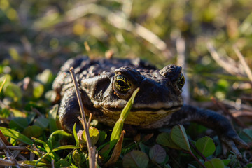 Fototapeta premium Encina