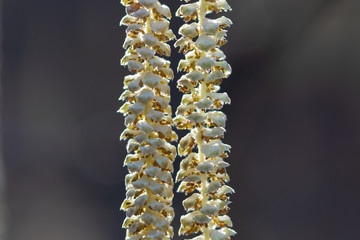 lowers of the Corylus avellana, the common hazel,