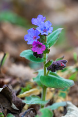 The flower of the lungwort, Pulmonaria officinalis