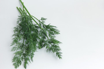 fresh dill on white background