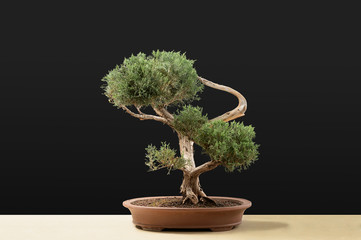 A small bonsai tree in a ceramic pot isolated on a black background.