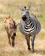 Fototapeta na wymiar Pregnant zebra and baby