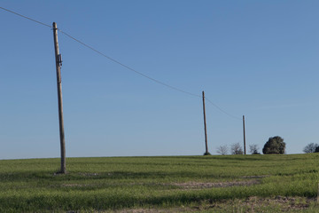 Linea de cables electricos en campo de cultivo