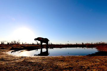 an elephant at sunrise at a waterhole in Africa