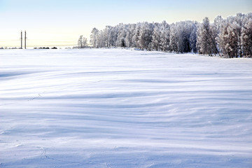 Fototapeta na wymiar Winter landscape. The snow field where all drifts are the most relief and the edge of the forest on the horizon.