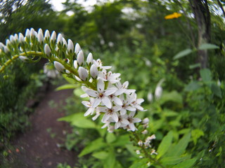 White flower of scientific name "Lysimachia clethroides Duby"