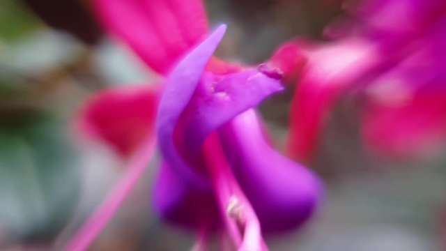 Dreamy soft blurred background of fuchsia purple and hot pink flowers