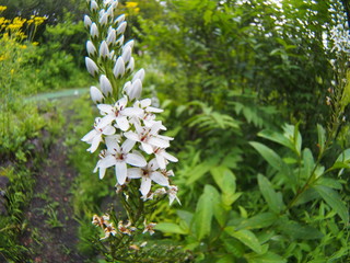 White flower of scientific name 