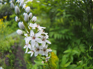 White flower of scientific name 