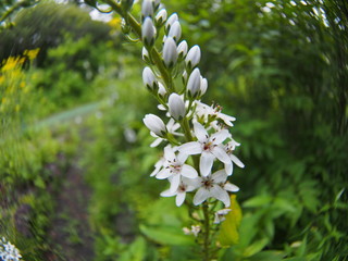 White flower of scientific name 