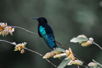 Colibri