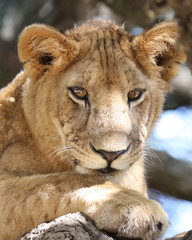 young lion in a tree