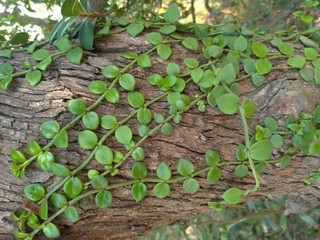 Green creeping leaves growing on the bark of a tree.