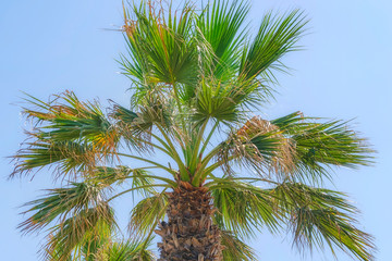 Arecaceae. Palm tree with intense green color leaves. Sunny day with blue sky. Tropical scene for relaxing. Element of Mediterranean landscape. 