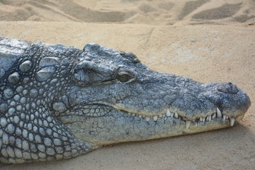 Closeup shot of a big crocodile on the sand with huge teeth