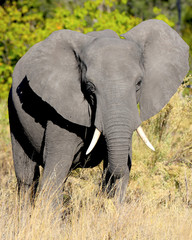 Close-up of an elephant in the Okavango Delta in Botswana, Africa
