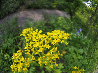 Patrinia scabiosifolia flower in botanical garden