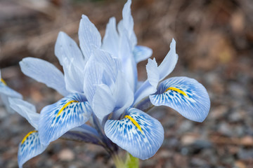 Iris reticulata 'Katherine Hodkin'
