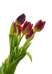 Bouquet of red tulips on a white background. Red and tender tulips for women's day.