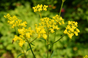 Obraz premium Patrinia scabiosifolia flower in botanical garden