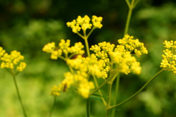 Fototapeta premium Patrinia scabiosifolia flower in botanical garden