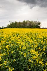 Obraz premium campo di colza fiorito