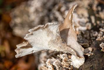 Nahaufnahme eines Austern-Seitling (Pleurotus ostreatus) in der Sonne isoliert