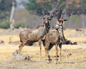 Fototapeta premium Two male Kudu in Zimbabwe, Africa 