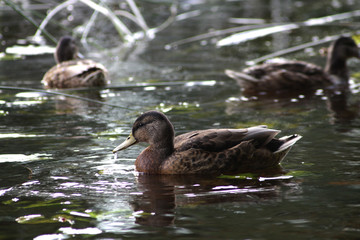 Wild yang ducks in the river
