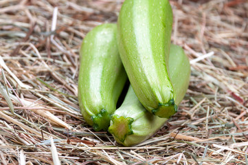 Organic green zucchini closeup view.