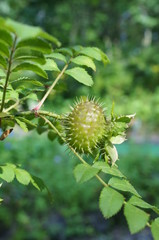 Rosa hirtula, an endemic plant in Japan