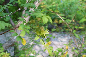 Rosa hirtula, an endemic plant in Japan