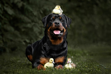 rottweiler dog posing with ducklings outdoors