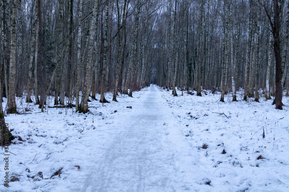 Sticker snowy path in the forest on a winter day