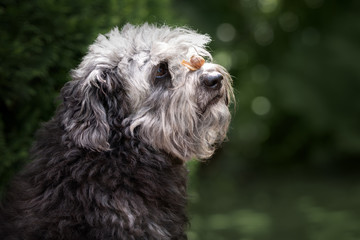 mixed breed dog portrait with a snail on her nose