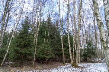 Birch grove in the snow on a winter day