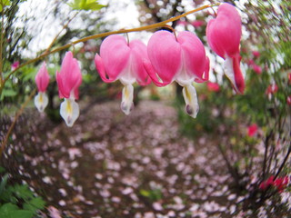 Bleeding Heart in the garden
