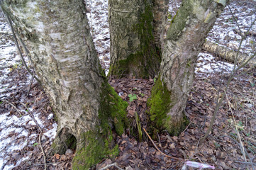 green moss on a birch among the snow in the afternoon