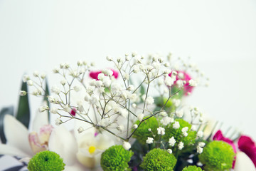 Beautiful flowering close-up of Alpine Gypsophila flower or Creeping Baby's Breath Gypsophila repens in colorful bouquet. Copy space, place for text
