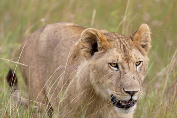 Fototapeta na wymiar lion hunting in Africa