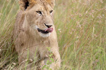 Lion heading to a fresh kill - his dinner - in the plains of Tanzania