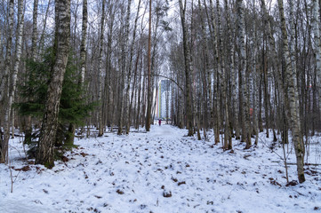 Man walking out of the forest with a dog on a winter day