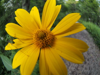 Gerbera flower blooming in the garden