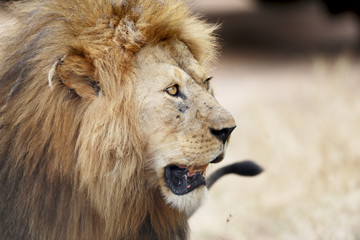 close you of a lion